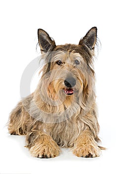 Picard dog lying on white background