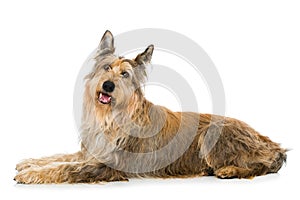 Picard dog lying on white background