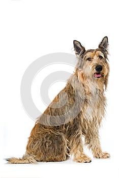 Picard dog sitting on white background