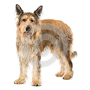 Picard dog standing on white background