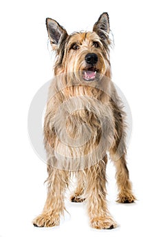 Picard dog standing on white background