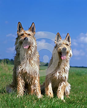 Picardy Shepherd Dog, sitting on Grass