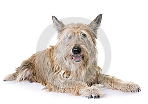 Picardy shepherd in studio