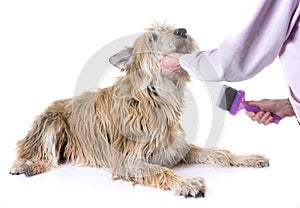 Picardy shepherd in studio