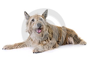 Picardy shepherd in studio