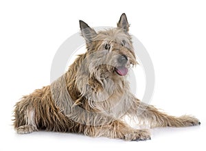 Picardy shepherd in studio