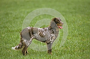 Picardy Spaniel Dog, Adult standing on Grass