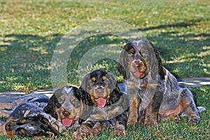 Picardy Spaniel Pups