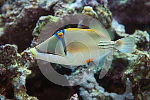 Picasso fish