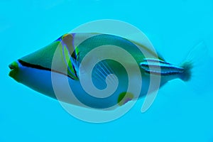 Picasso fish isolated on blue sea background