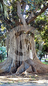 Picasso gardens-centenary ficus-Malaga-Andalusia