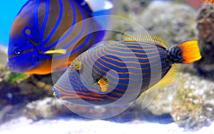 Picasso trigger fish photo