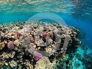 Picasso trigger fish and parrotfish near coral reef  in the Red Sea