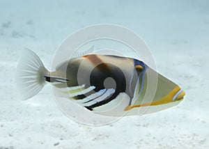 Picasso Triggerfish photo