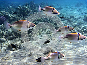 Picasso triggerfish photo