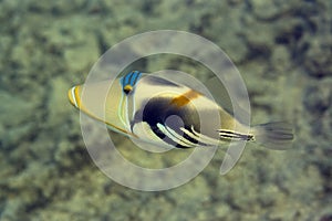 Picasso Triggerfish photo