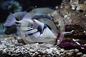 Picasso Triggerfish