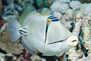 Picasso Triggerfish photo