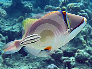 Picasso triggerfish