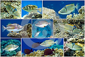 Picasso triggerfish or Arabian picassofish Rhinecanthus assasi collage set