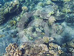 Picasso triggerfish in coral reef. Tropical seashore inhabitants underwater photo.