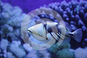 Picasso Triggerfish
