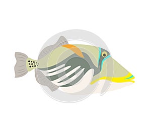 Picasso triggerfish fish icon on white background.