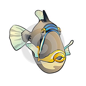 Picasso triggerfish. fish isolated on white background