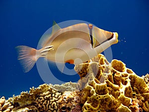 Picasso triggerfish. Fish - a type of bone fish Osteichthyes.