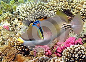 Picasso triggerfish. Fish - a type of bone fish Osteichthyes.