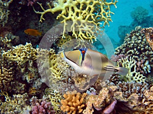 Picasso triggerfish. Fish - a type of bone fish Osteichthyes. photo