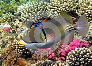 Picasso triggerfish. Fish - a type of bone fish Osteichthyes. photo