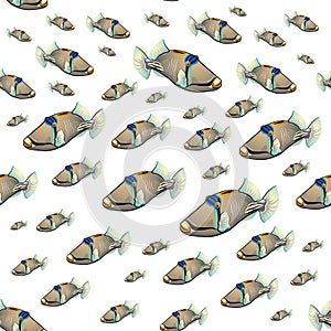 Picasso triggerfish pattern
