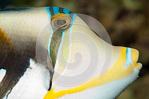 Picasso Triggerfish Portrait
