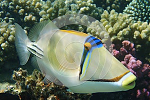 Picasso Triggerfish from red sea
