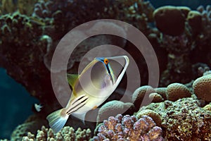 Picasso triggerfish in the Red sea.