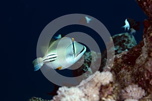 Picasso triggerfish in the Red sea.