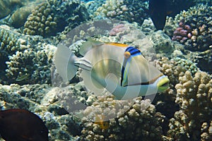 Picasso Triggerfish