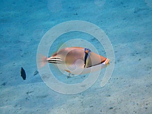 Picasso Triggerfish