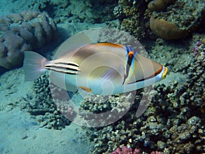 Picasso Triggerfish