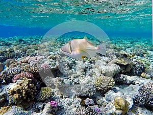 Picasso triggerfish Rhinecanthus aculeatus in clear waters in the Red Sea