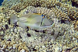 Picasso triggerfish Rhinecanthus aculeatus , coral fish on the coral reef.