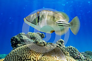Picasso triggerfish (Rhinecanthus aculeatus) on the coral reef