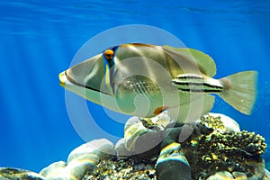 Picasso triggerfish (Rhinecanthus aculeatus) on the coral reef - Red Sea - Red sea fish