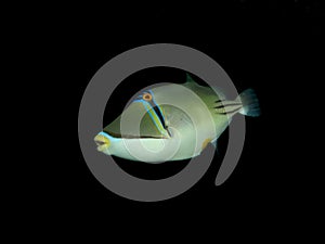 Picasso triggerfish Rhinecanthus assasi photo