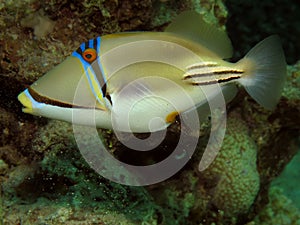 Picasso triggerfish Rhinecanthus assasi