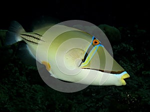 Picasso triggerfish Rhinecanthus assasi