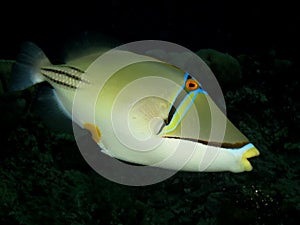 Picasso triggerfish Rhinecanthus assasi photo