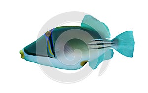 Picasso triggerfish photo