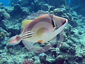 Picasso triggerfish Rhinecanthus assasi photo